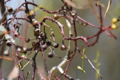 Eucalyptus leucoxylon