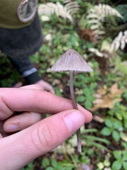 Mycena purpureofusca