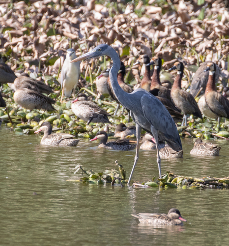 Humblot's Heron (Ardea humbloti), photo 5