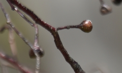 Eucalyptus leucoxylon