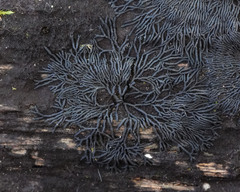 Glonium stellatum