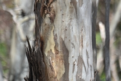 Eucalyptus leucoxylon