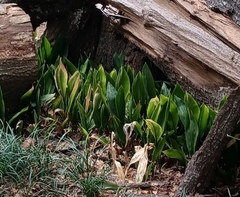 Aspidistra elatior