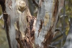 Eucalyptus leucoxylon