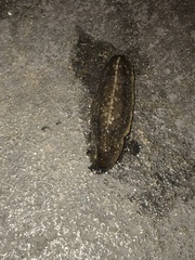 Heterovaginina limayana