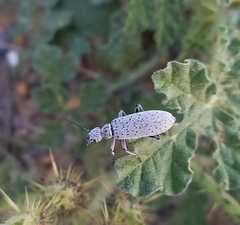 Epicauta maculata-group