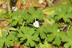 Geranium potentilloides