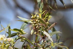 Eucalyptus leucoxylon