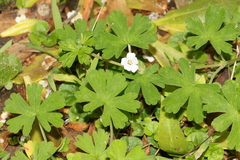 Geranium potentilloides