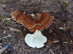 Bondarzewia occidentalis
