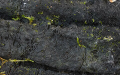 Glonium stellatum