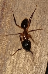 Camponotus atriceps