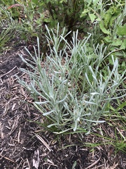 Chrysocephalum apiculatum