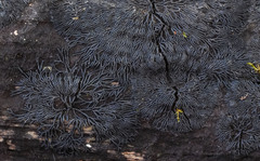 Glonium stellatum