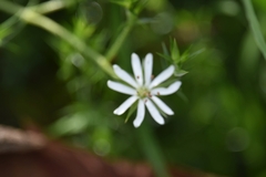 Stellaria