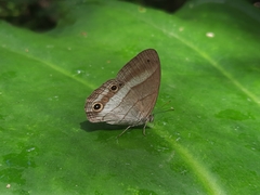 Euptychoides laccine