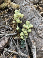 Pyrola dentata
