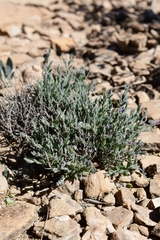 Hebecarpa macradenia