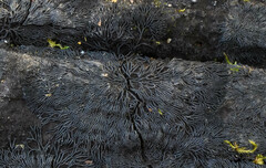 Glonium stellatum