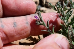 Hebecarpa macradenia