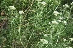 Cassinia longifolia