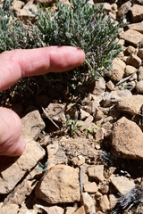 Hebecarpa macradenia