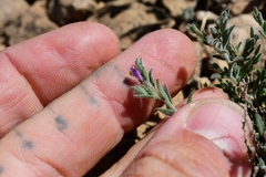 Hebecarpa macradenia