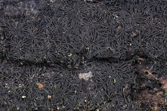 Glonium stellatum
