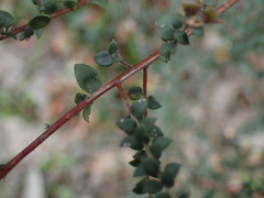 Pultenaea gunnii