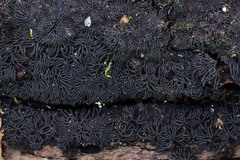 Glonium stellatum