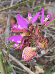 Polygala triquetra