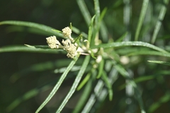 Cassinia longifolia