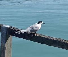 Sterna striata striata