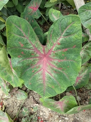 Caladium bicolor