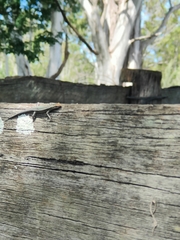 Cryptoblepharus virgatus