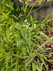 Cyanthillium cinereum