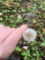 Strobilurus trullisatus