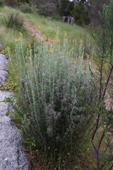 Chrysocephalum semipapposum