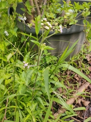 Cyanthillium cinereum