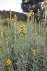 Chrysocephalum semipapposum