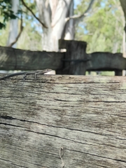 Cryptoblepharus virgatus