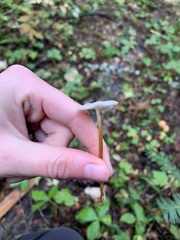 Strobilurus trullisatus