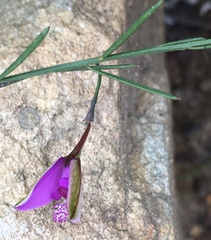 Polygala refracta