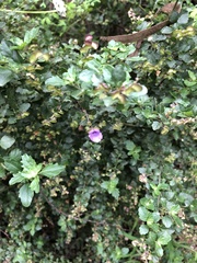 Prostanthera melissifolia