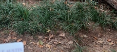 Ophiopogoneae