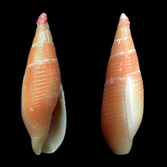 Probata barbadensis