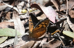 Heteronympha merope