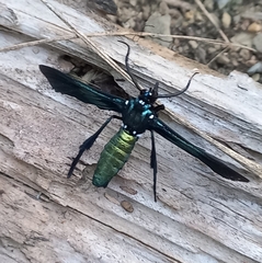 Macrocneme chrysitis