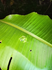 Espadarana prosoblepon