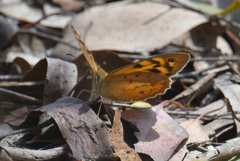Heteronympha merope